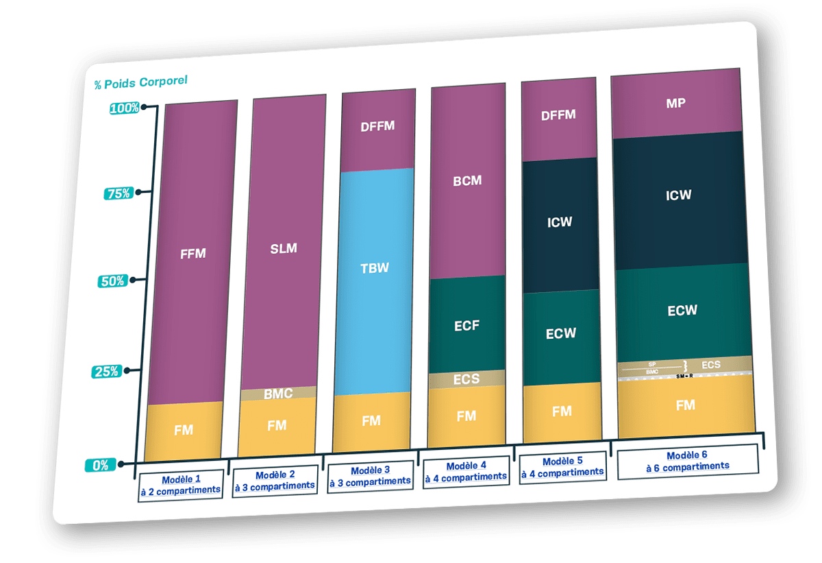 Les compartiments corporels et les modèles d’analyse de la composition corporelle